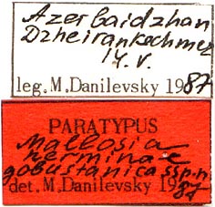 Paratype labels, color image