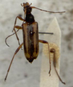 Pidonia quercus, holotype, color image