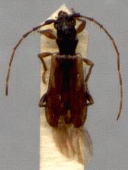 Stenhomalus vulcanus, paratype, color image