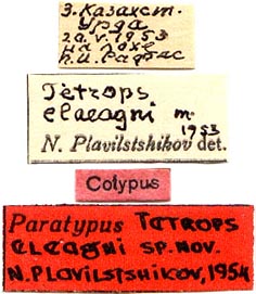 Paratype labels, color image