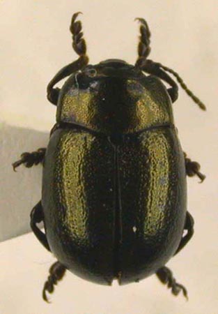 Chrysolina dudkoi ivanovskiana, holotype, color image