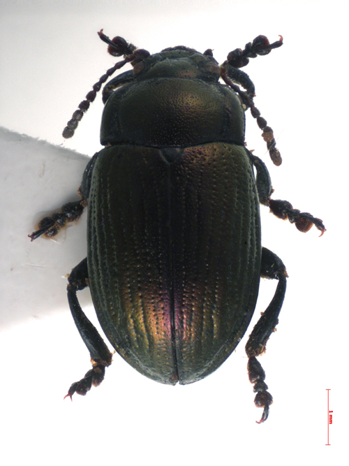 Chrysolina mordkovitshi, holotype, color image