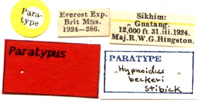 Paratype labels, color image