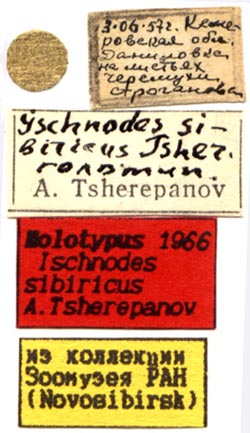 Holotype labels, color image