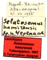 Lectotype labels, color image