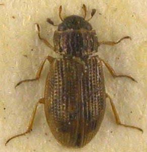 Helophorus aspericollis, paratype, color image