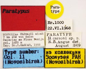 Paratype label, color image