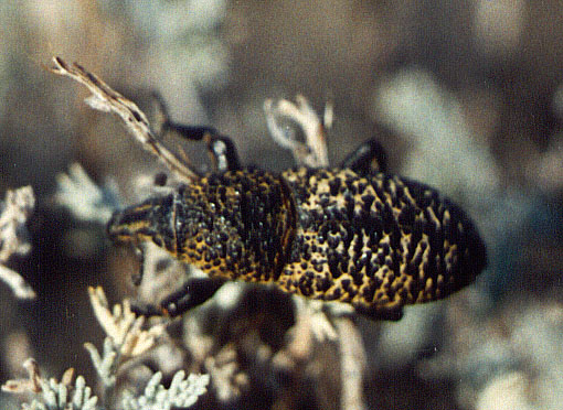 Adosomus karelini, color image in nature