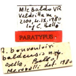 Paratype labels, color image