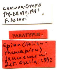 Paratype labels, color image