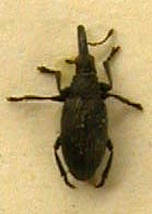 Apion koestlini, paratype, color image