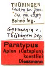 Paratype labels, color image