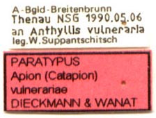 Paratype labels, color image