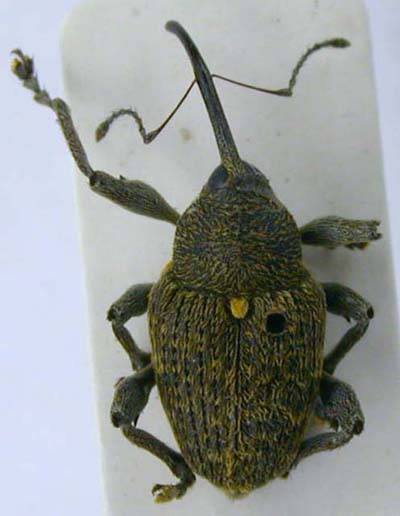 Curculio fordi, paratype, color image