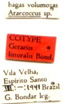 Paratype labels, color image