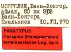 Paratype labels, color image