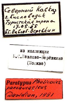 Paratype labels, color image