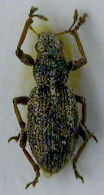 Sitona dudkoi, allotype, color image