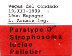 paratype labels, color image