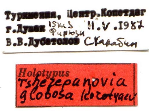 Holotype labels, color image