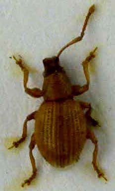 Urometopus korotyaevi, paratype, color image