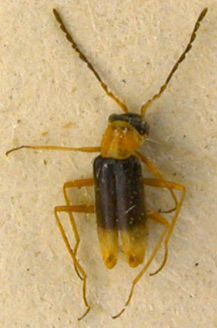 Ebaeus gibbossus, paratype, color image