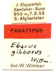 Paratype labels, color image