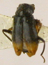 Ebaeus medvedevi, paratype, color image