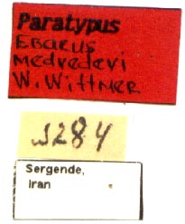 Paratype labels, color image