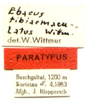 Paratype labels, color image