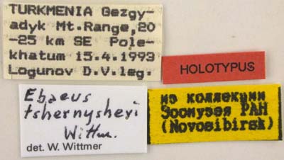 Holotype labels, color image