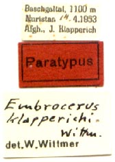 Paratype labels, color image