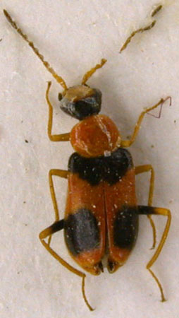 Hypebaeina triemarginata, paratype, color image