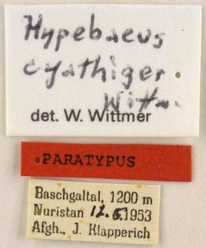 Paratype labels, color image