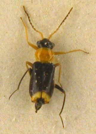 Hypabaeus nuristanicus, paratype, color image