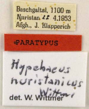 Paratype labels, color image