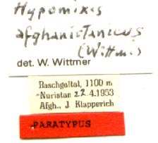 Paratype labels, color image