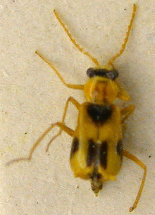 Hypomixis lucifer, paratype, color image