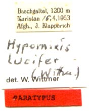 Paratype labels, color image