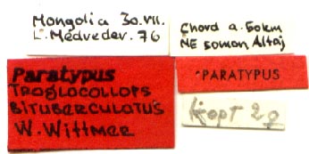 Paratype labels, color image