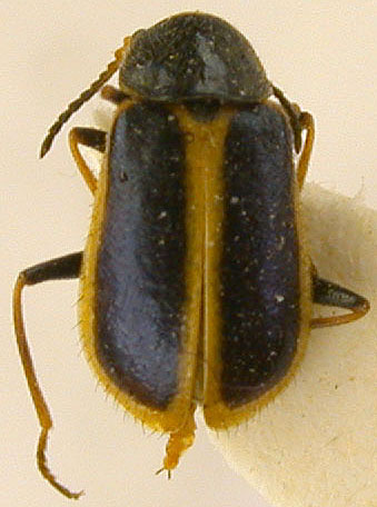 Troglocollops latecavus medvedevi, paratype, color image