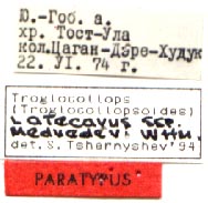 Paratype labels, color image