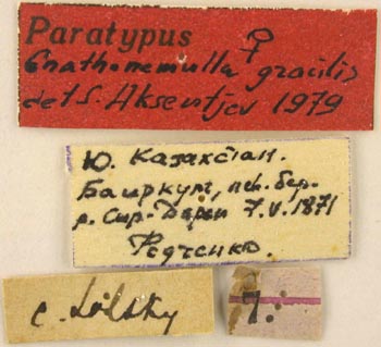 Paratype labels, color image