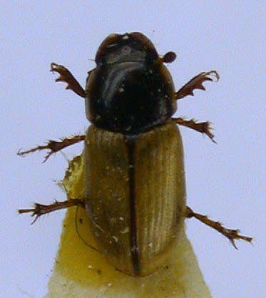 Aphodius badenkoi, paratype, color image