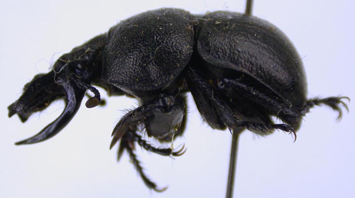 Lethrus (Ceratodirus) borealis, paratype, color image