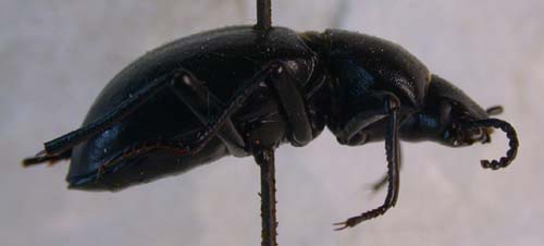 Anatolica dashidorzhi fortepunctata, paratype, color image