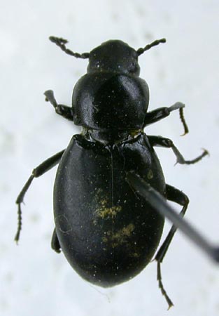 Anatolica dashidorzhi subalpina, paratype, color image