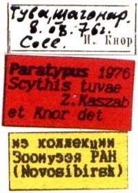 Paratype labels, color image