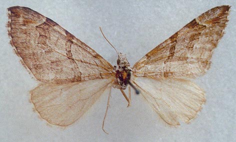 Aplocera roddi, holotype, color image