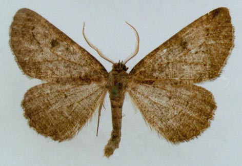 Ctenognophos tetarte dahurica, color image